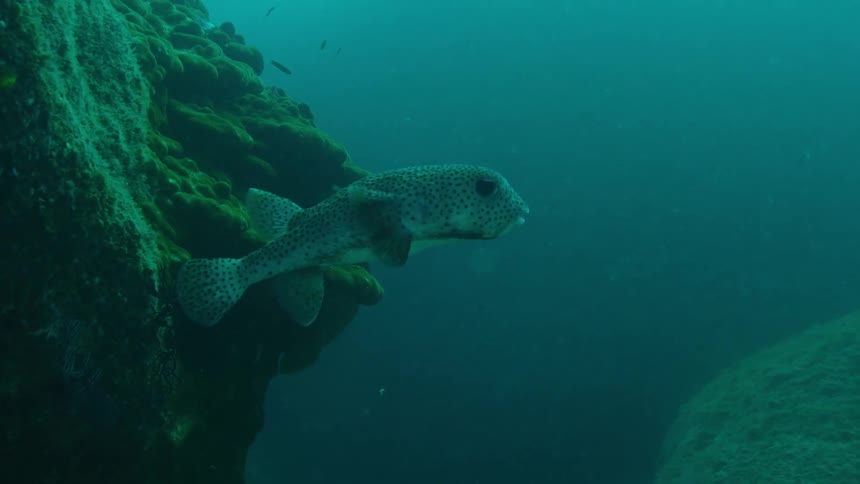 A fish is swimming deep underwater
