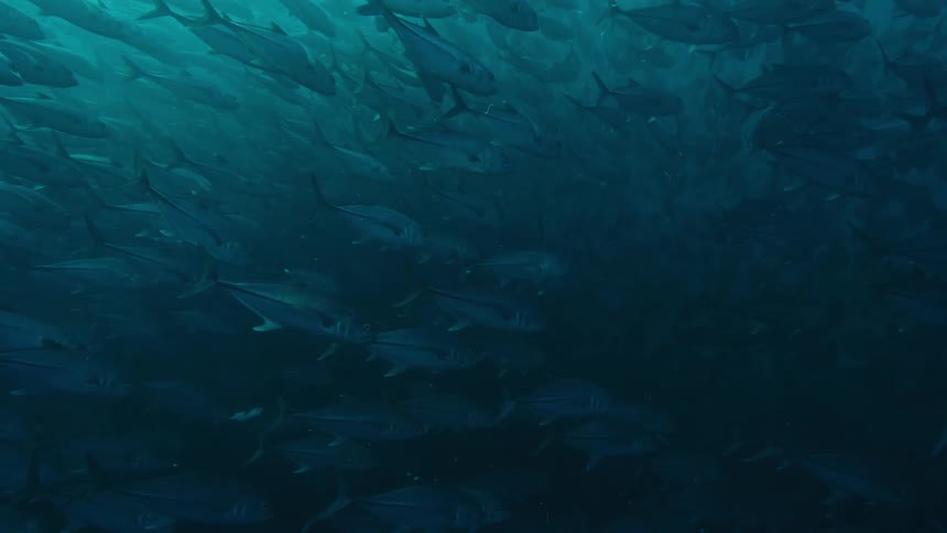 School of tuna fish swimming in the green ocean waters