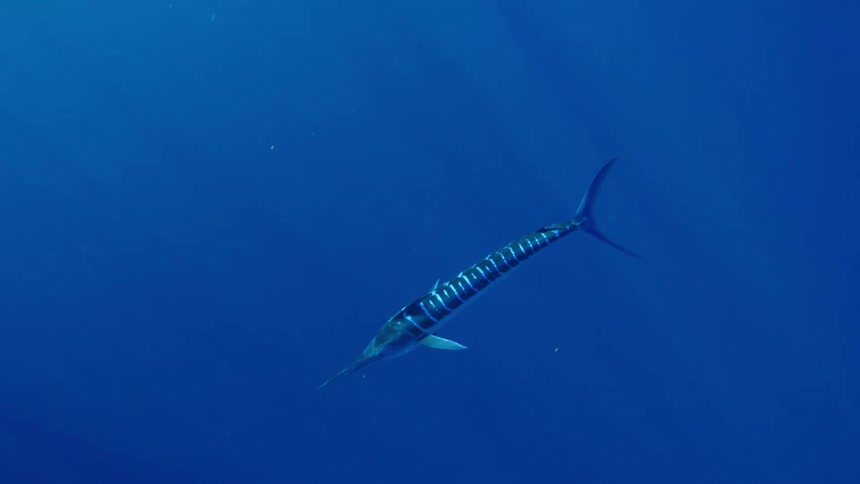A fish that is swimming in the ocean