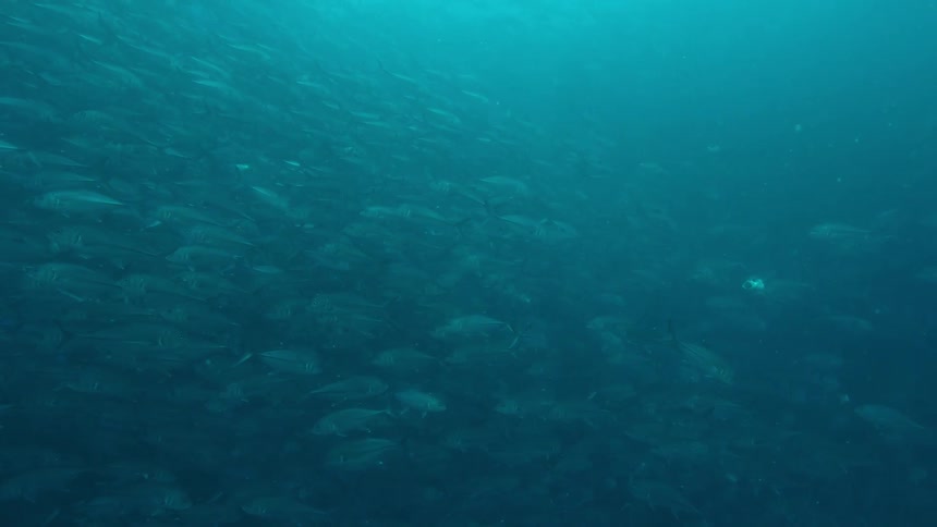 Underwater in the ocean with schools of fish