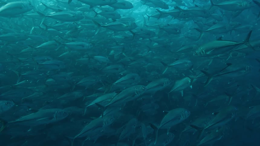 Hundreds of fish swim close together underwater