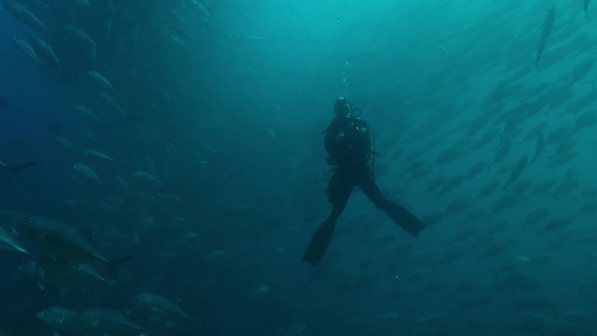 A diver is in the middle of a school of fish