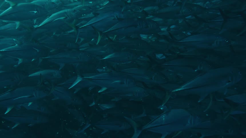 A large school of fish are swimming