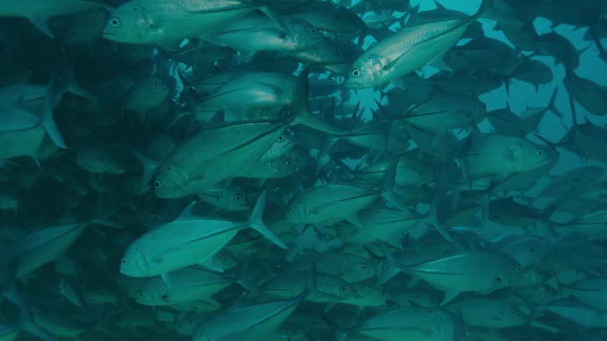 A large school of fish are swimming