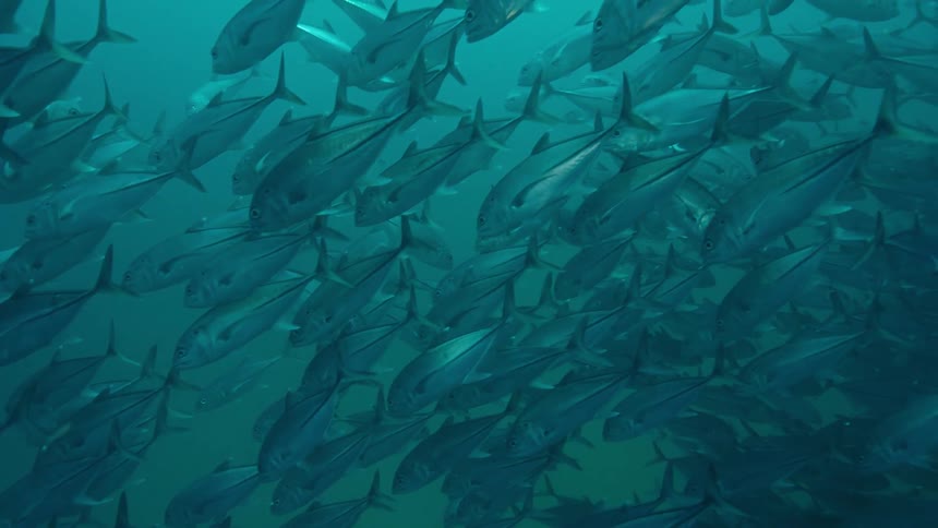 A large school of fish are swimming