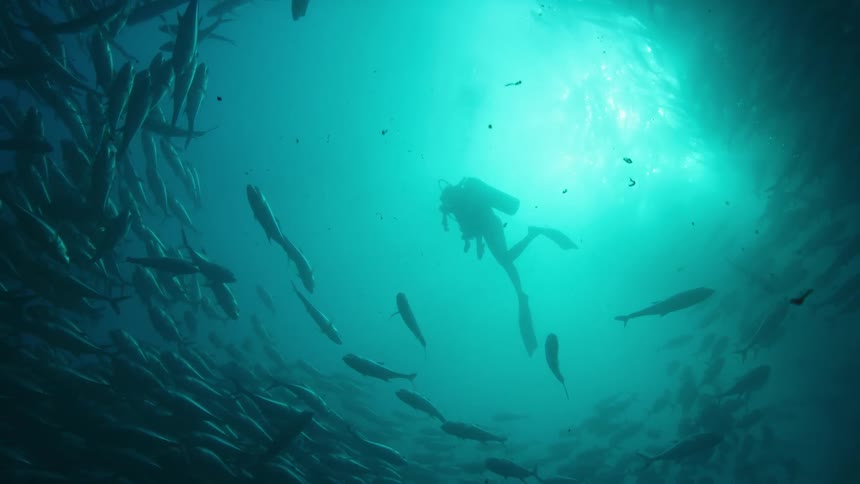 A person with scuba gear swimming in the ocean underwater with school of fishes
