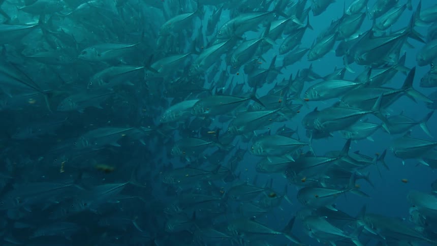 A large school of silver fish swimming together underwater in the ocean