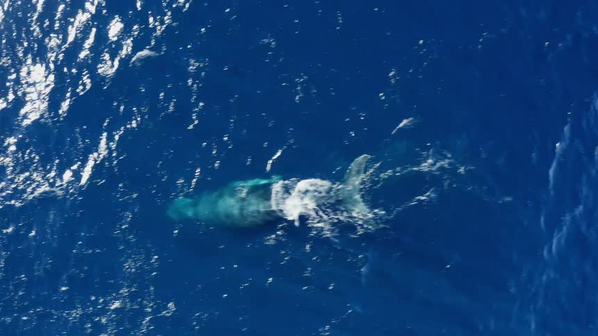 Dolphin swimming in ocean