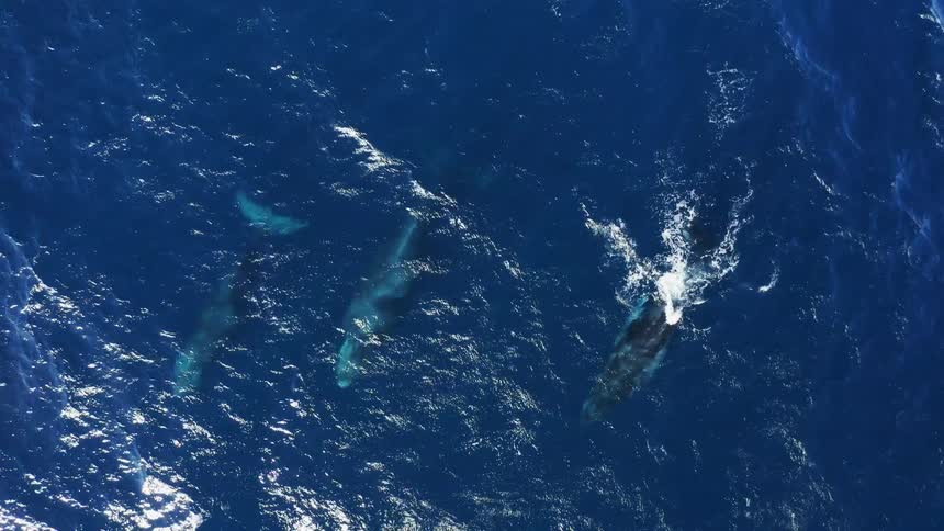 Whales in the ocean under water spraying water from their spouts