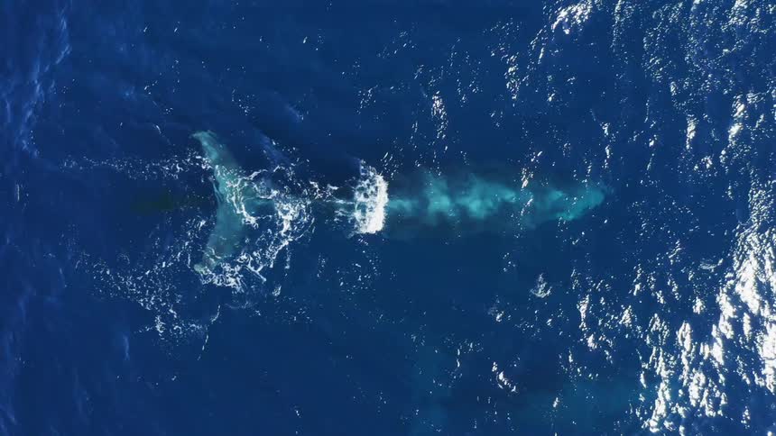 Two whales swimming in the ocean with water and waves