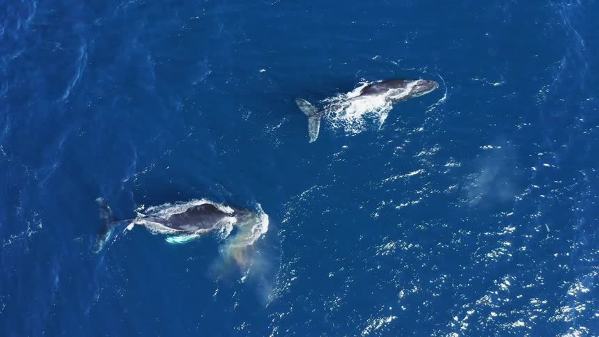 An aerial view of sea life in the ocean