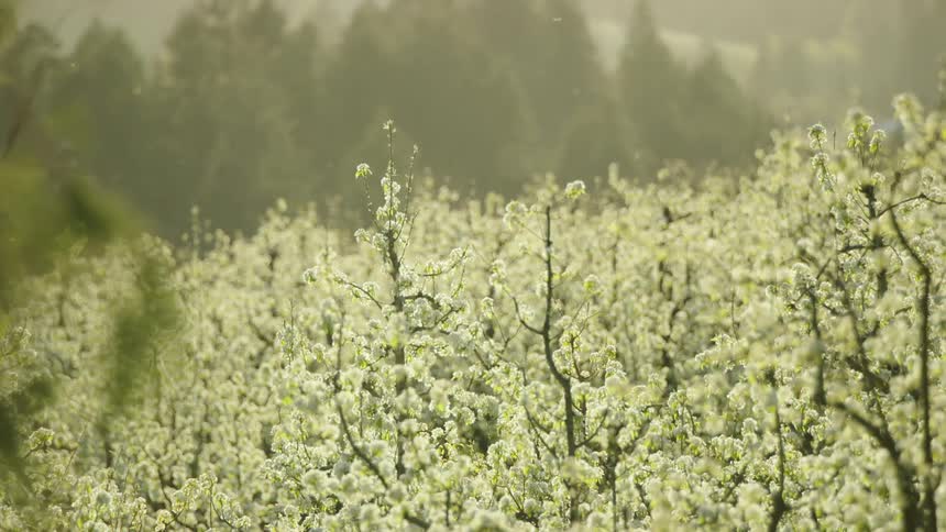 Pollinating honey bees flying around white cherry, peach and pear flower blossoms on branches during the height of the spring bloom with backlit sun