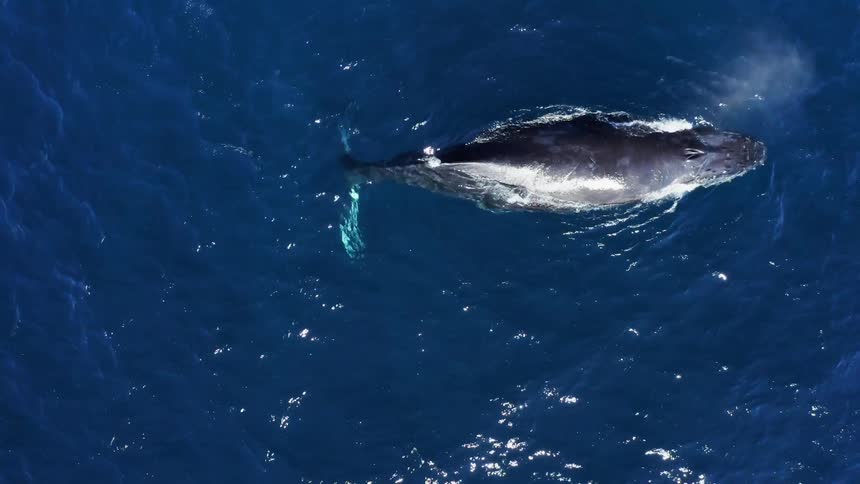 A whale is swimming in the ocean