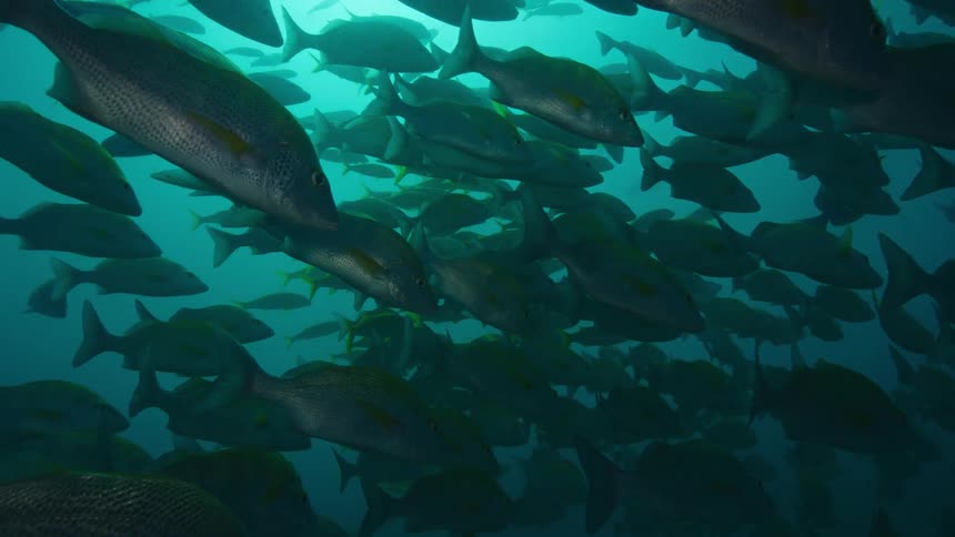 School of fish swimmingon the green ocean waters