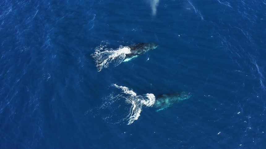 Dolphins swimming in ocean