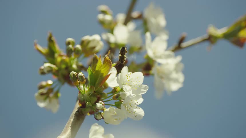 A pollinating bee is collecting pollen from a white cherry blossom flower as the camera slowly rotates around the frame