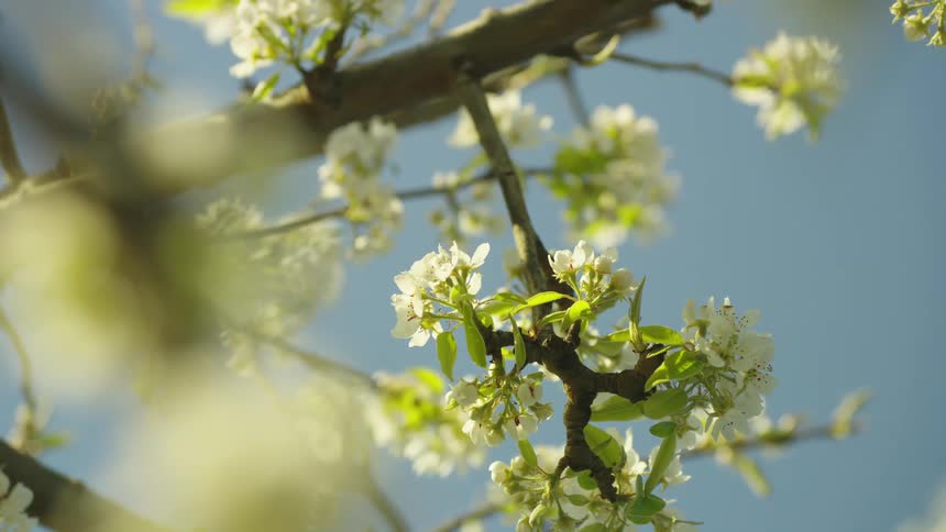 Slow zoom out and rotation of the camera revealing a network of cherry blossom branches under a vibrant blue sky in the peak of the spring bloom