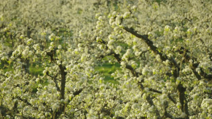 Hundreds of cherry and pear blossoms in bloom as the camera racks focus through the vast branches