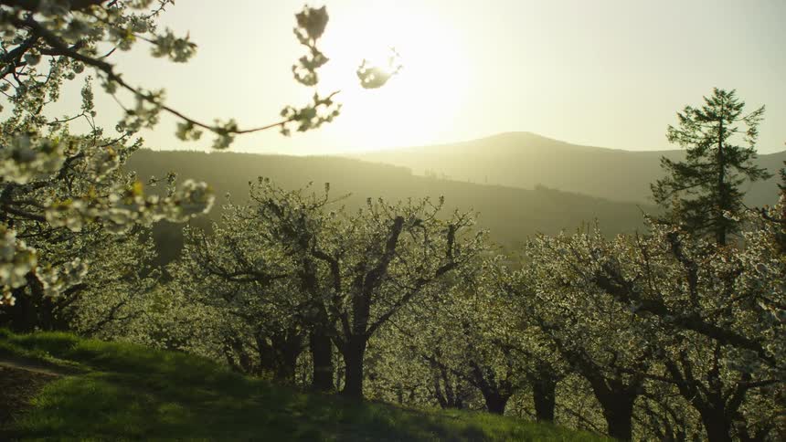 A perfect valley is shown full of cherry blossoms under a back lit sun on a warm spring day with pollinating bees flying from tree to tree