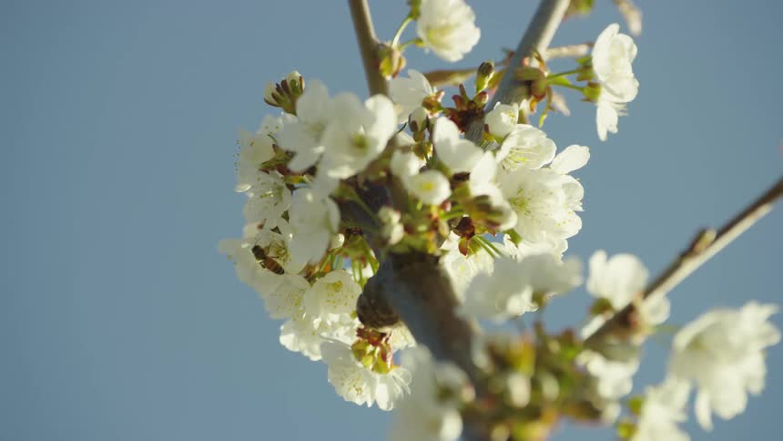 A pollen honey bee is collecting pollen from cherry blossoms in the heart of spring as the camera rotates around the scene