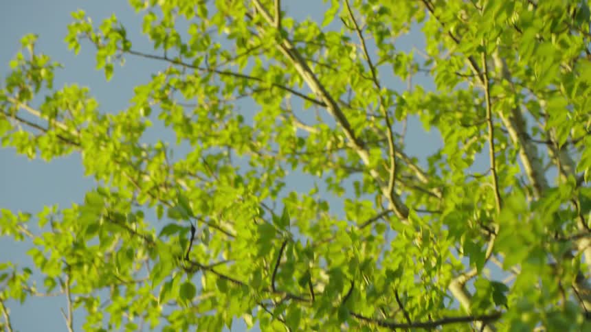 Dynamic shot of emerging leaves under a vibrant blue spring sky under the spring equinox