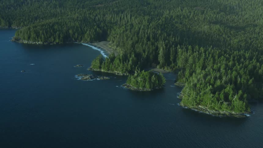 Pine tree forest on the coast of a lake
