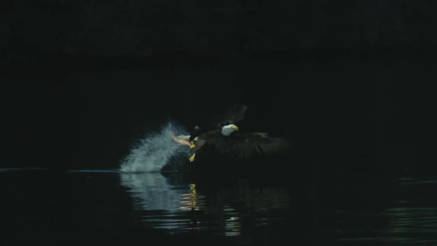An eagle flying over water swoops down and grabs a fish and flies away with it