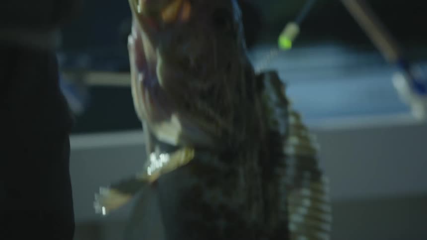 A person holds a fish on a fishing line