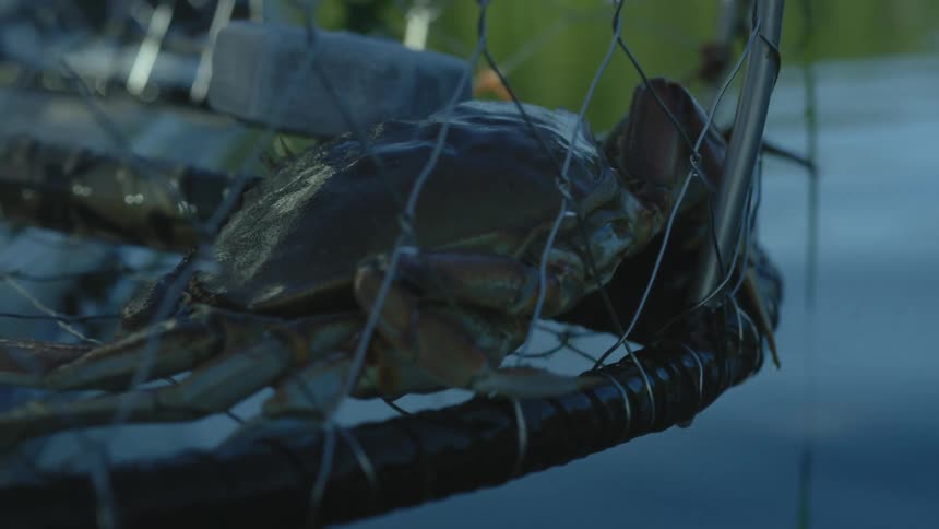 A crab caught in a fishing net