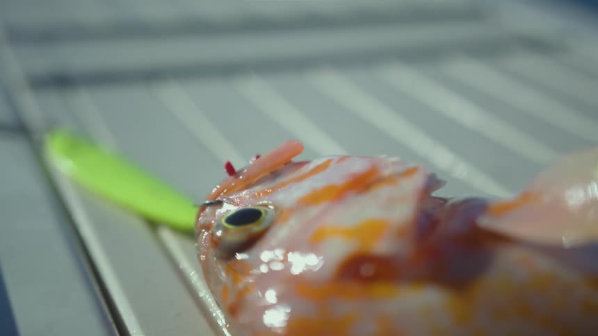 A white fish with orange speckles and green eyes lays still on a slick white deck and a lime green fishing lure can be seen in the background