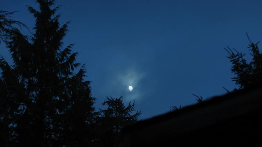 Pine trees on a hillside and the moon in the sky