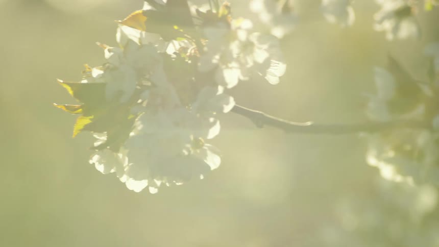 The camera pushes past beautifully lit cherry blossoms at sunset in peak bloom during the spring equinox