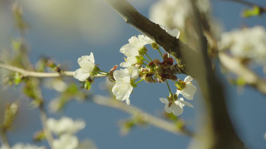 Cherry flower blossoms bloom on this branch as the camera slowly zooms and rotates out