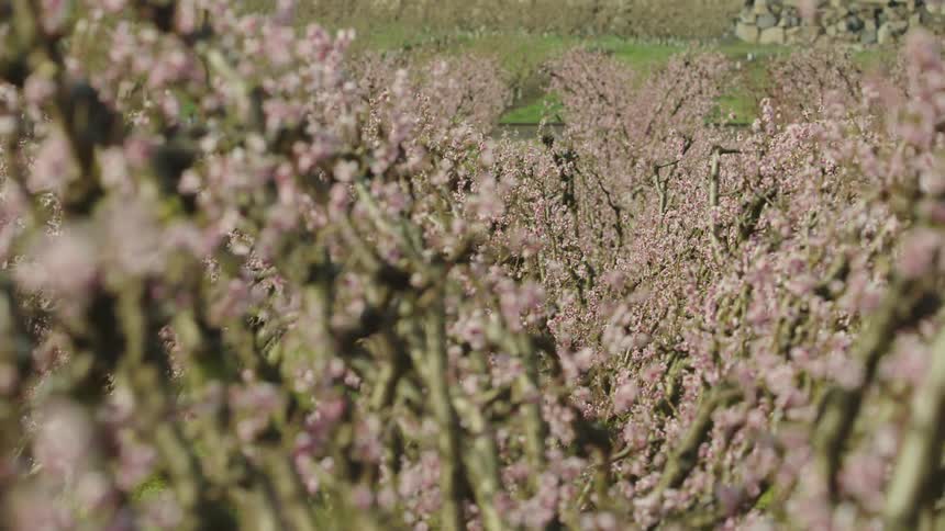 Medium dolly shot of thousands of cherry trees in full bloom in the spring season, the camera racks focus to the foreground at the end of the shot
