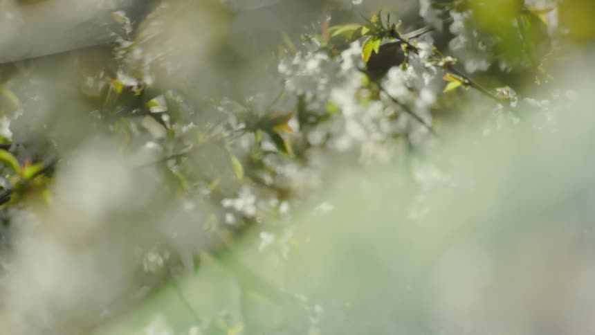 Focus change showing hundreds of beautiful white flowering cherry blossoms in peak bloom
