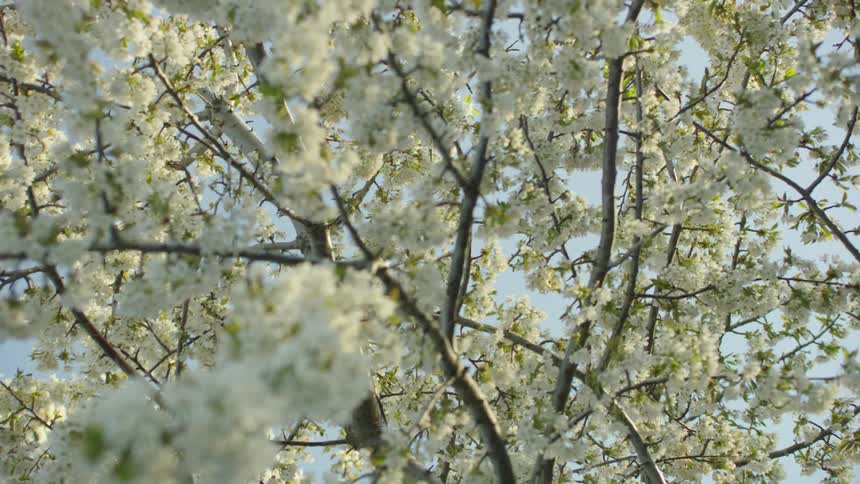 Cherry tree with white blossoms in full bloom during the peak of spring as the camera dynamically moves through the branches cinematically