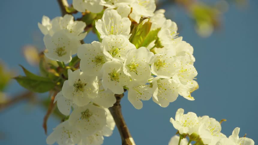 Awesome zoom in shot of cherry blossoms rustling in the wind in peak bloom
