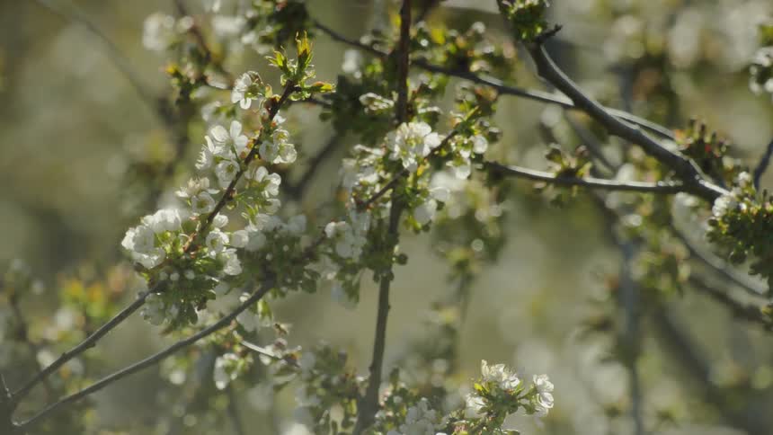 A flowering cherry tree with follinating honey bees flying from branch to branch creating fruit for the upcoming harvest season