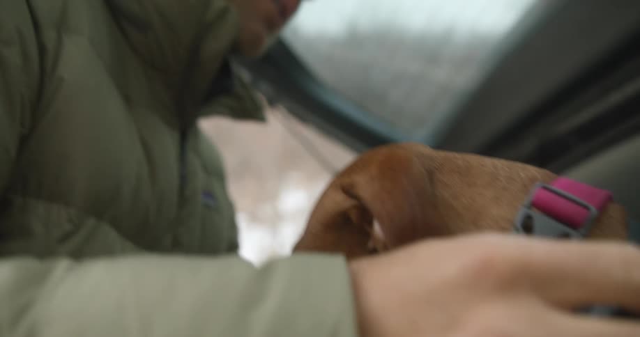 Man puts a harness on his dog sitting in the car trunk