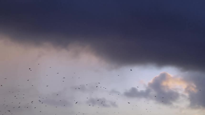 A flock of birds flying in a cloudy sky outside