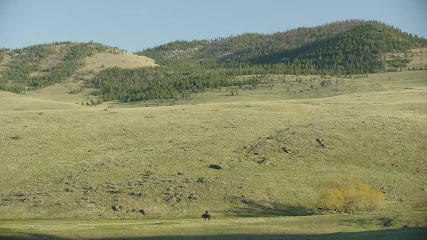 A Montana bison rancher rides his horse at the base of a large pine tree and grass covered mountain in this static tripod shot