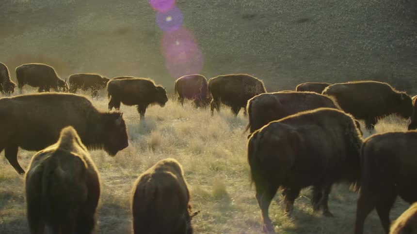 Herd of buffalo and bison grazing in the meadow kicking up dust in the sunset in a perfect shot revealing the magic of this part of the world