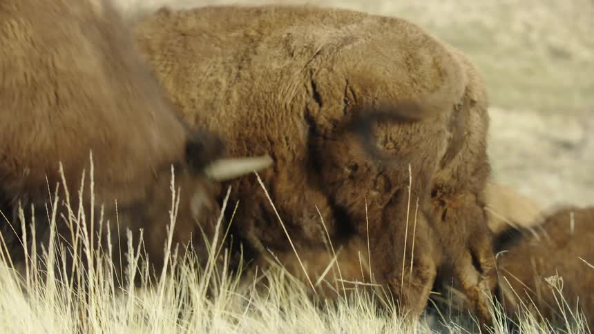 A small group of bison walk and graze on the slope of a hill getting aggressive