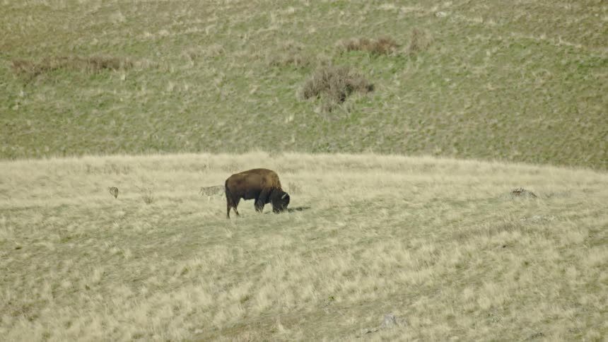 Buffalo Bison grazing in an open meadow as two coyotes or wolfs approach the animal perhaps considering a hunt