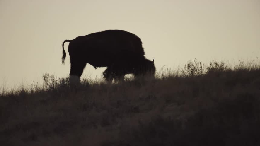 Silhouette of a buffalo  and bison grazing atop a hill at sunset in the wild west