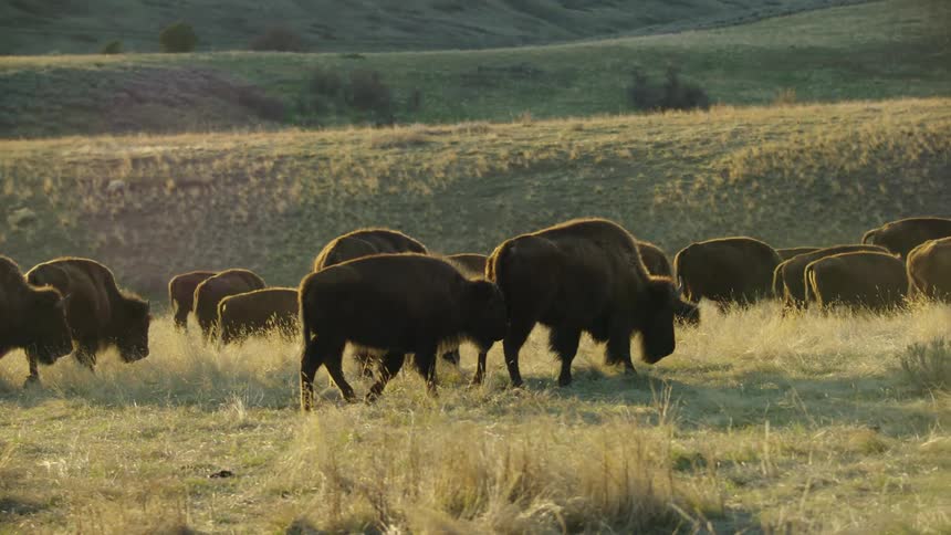 Herd of buffalo grazing on the hills at evening in the wilds of the western USA with no fences or structures in sight as the west used to be