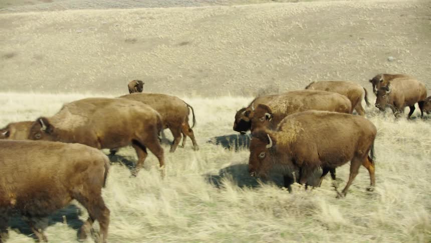 A group of buffalos and bison walking on a ranch tucked into a perfect valley