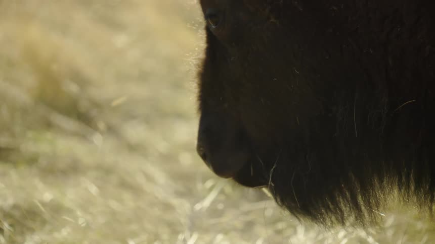 Tight shot of a bison grazing on meadow grass before turning and leaving the frame