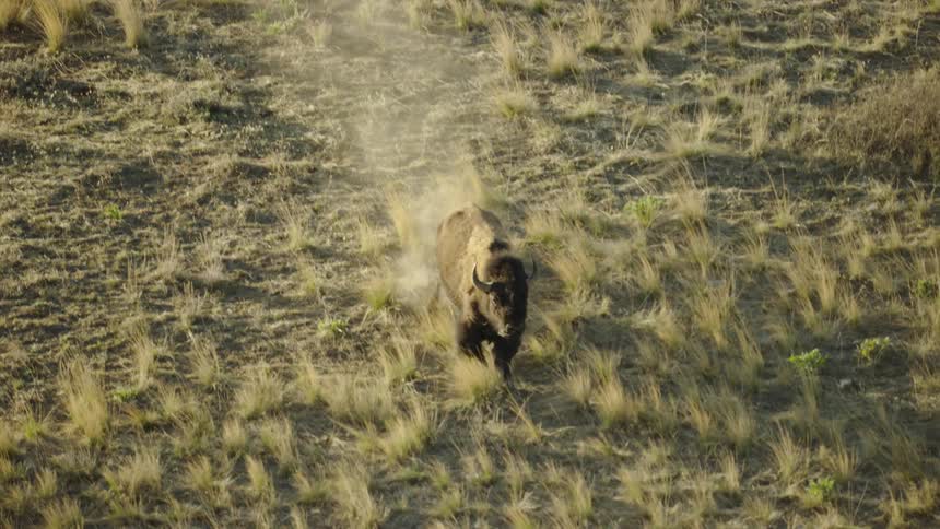 A large buffalo is charging down a steep hill running fast kicking up lots of dust in slow motion communicating urgency and intensity