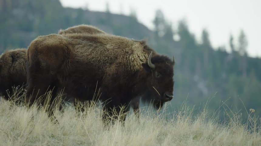 Parallax shot of bison on top of a hill deep in the west of Montana withh a large mountain in the background